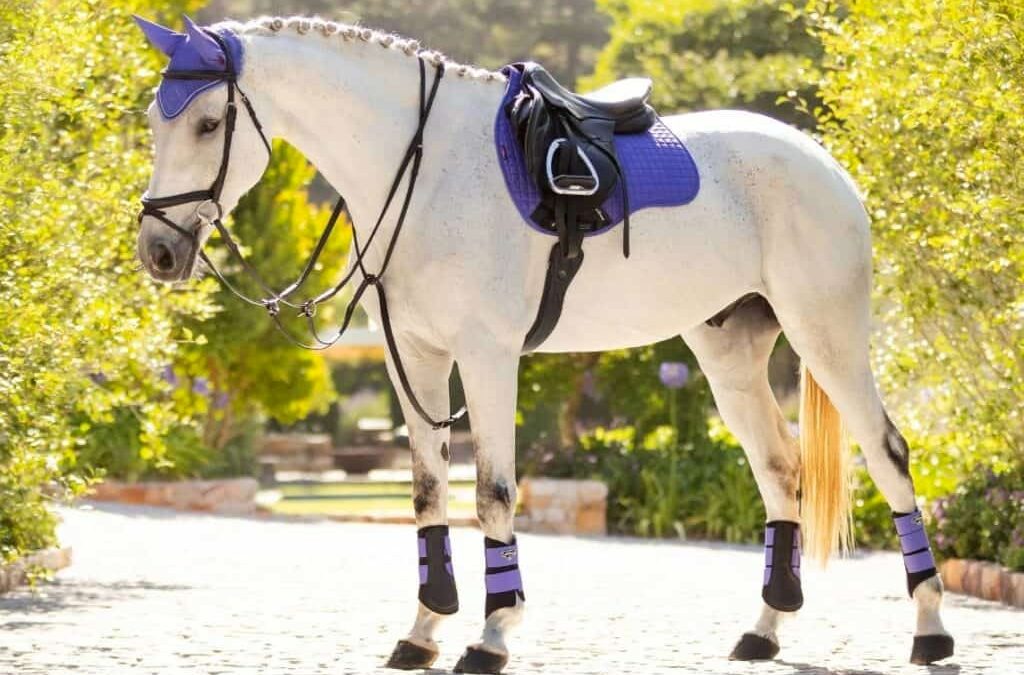 Discover the Style and Quality of LeMieux Horse Wear